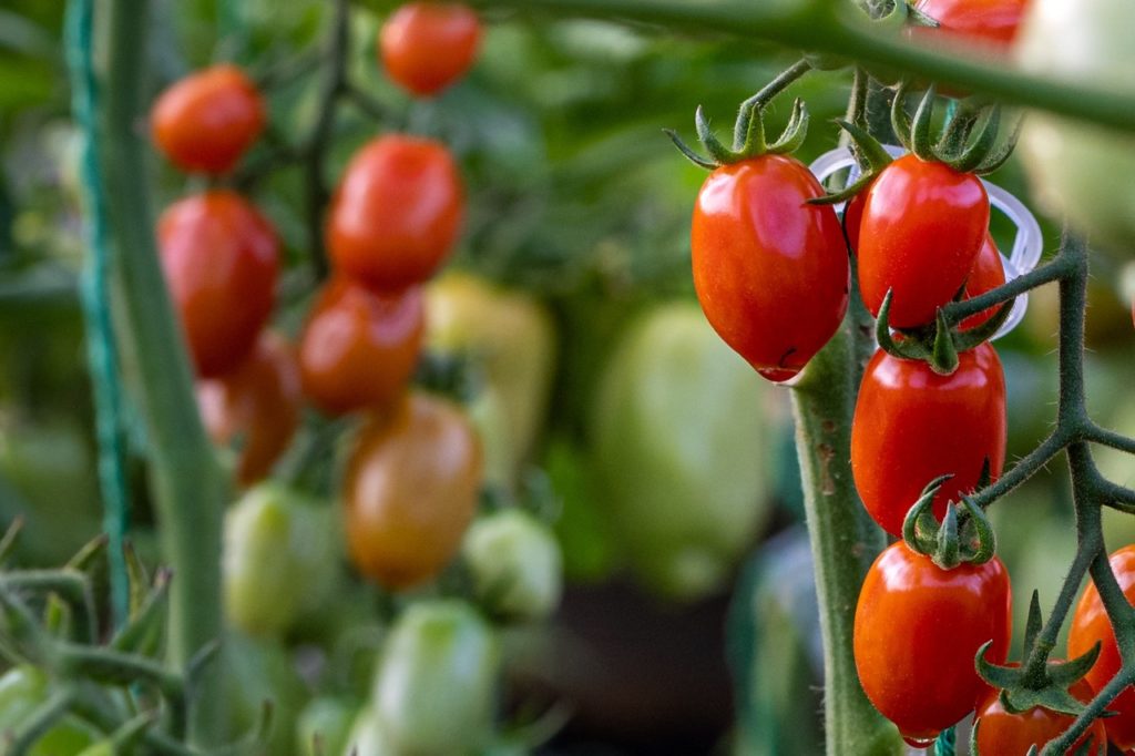 Les meilleurs potagers d'intérieur hydroponiques et jardin à herbes aromatiques à led